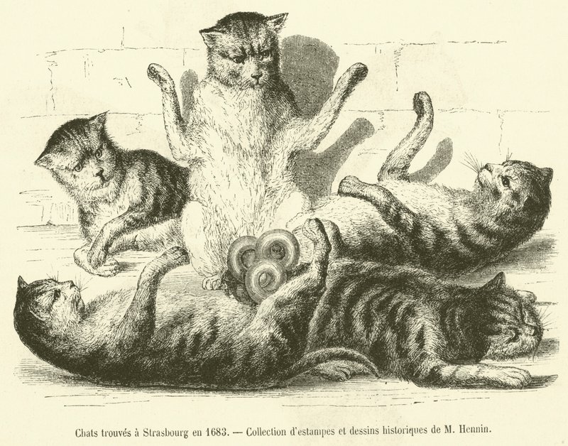 Gatti trovati a Strasburgo nel 1683 da French School