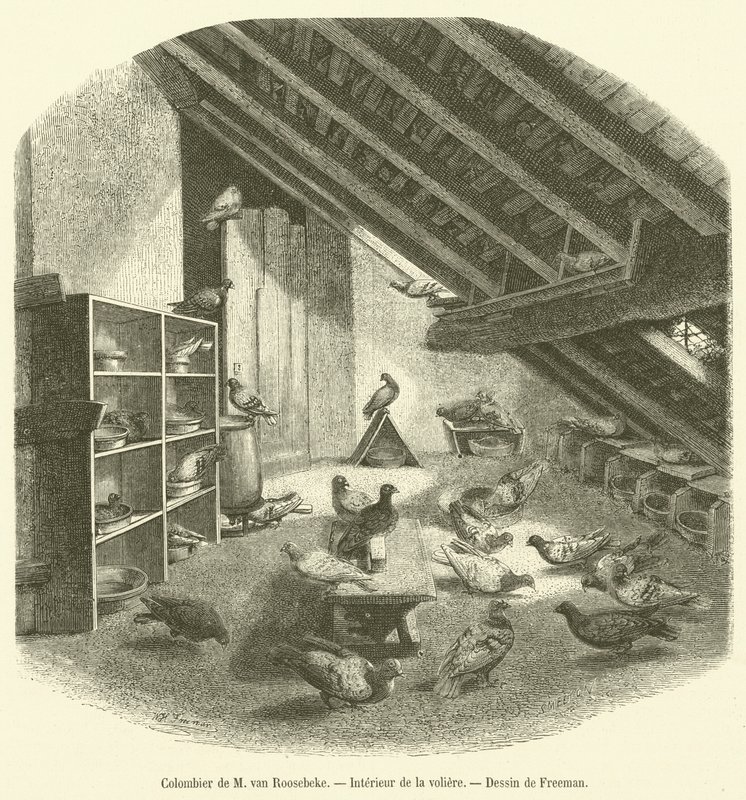 Colombaia di M. van Roosebeke, Interno della voliera da French School