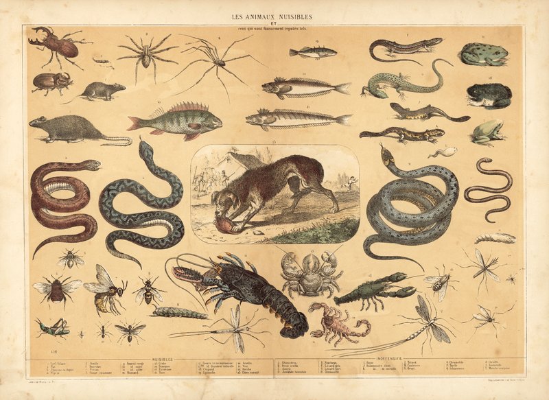 Animali Pericolosi da French School