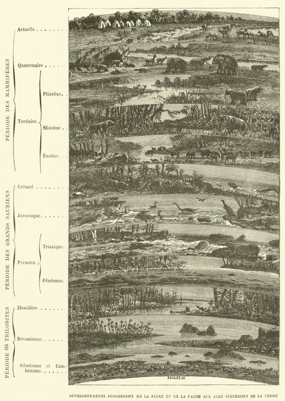 Sviluppi progressivi della flora e della fauna nelle epoche successive della terra da French School