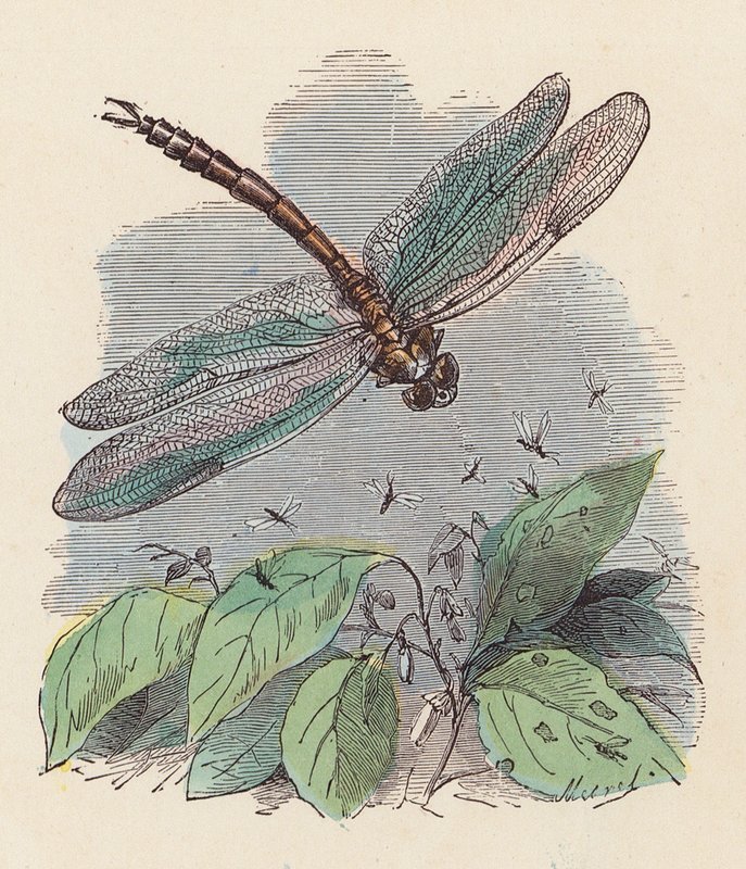 Libellula da French School