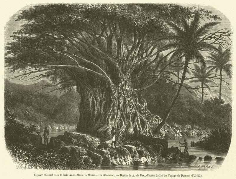 Fico colossale nella baia Anna-Maria, a Nouka-Hiva, Oceania (incisione) da French School