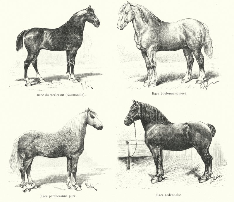 Quattro razze di cavalli francesi: Merlerault, Boulonnaise, Percheronne, Ardennaise da French School