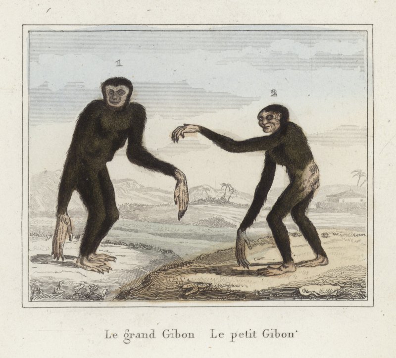 Gibboni da French School