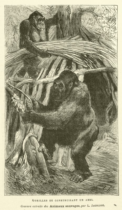 Gorilla che Costruiscono un Rifugio da French School