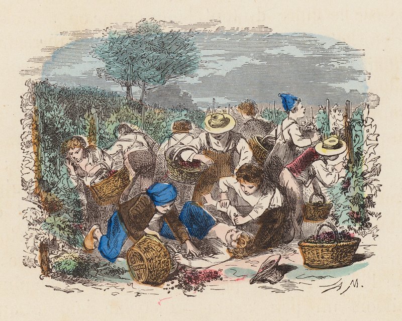 Vendemmia in un vigneto da French School