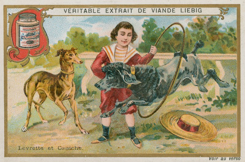 Levriero e Barboncino da French School
