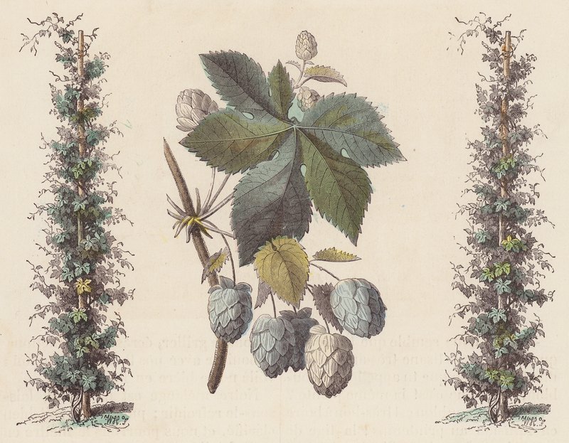 Luppolo per la produzione della birra da French School