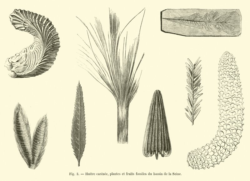 Ostrica carenata, piante e frutti fossili del bacino della Senna da French School