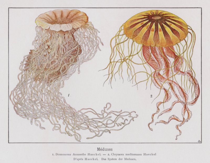 Medusa (litografia a colori) da French School