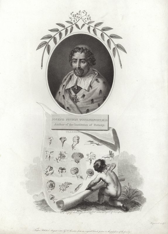 Joseph Pitton de Tournefort da French School