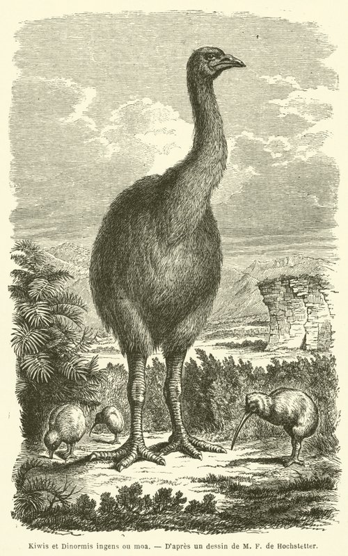 Kiwi e Dinornis ingens o moa (incisione) da French School