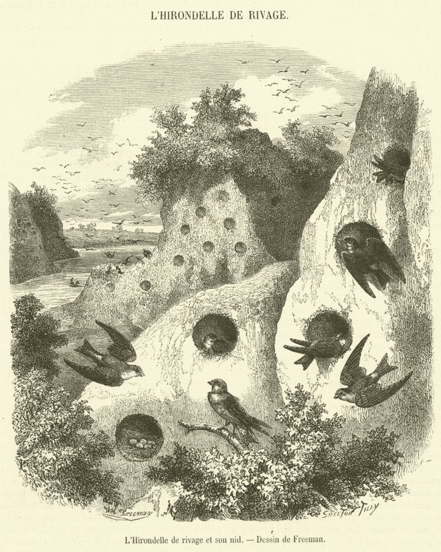La rondine di riva e il suo nido da French School