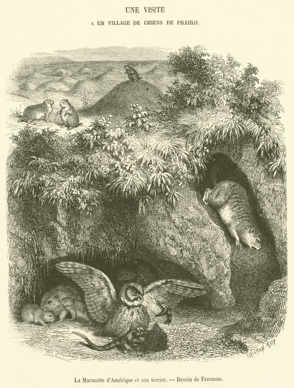 La marmotta d