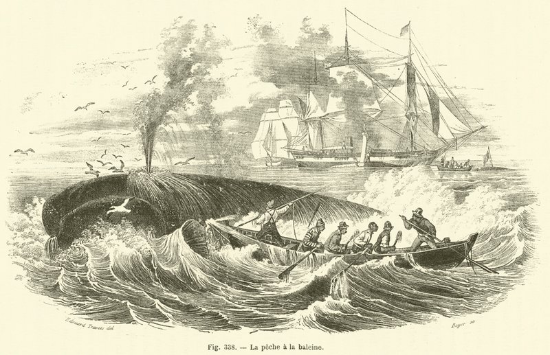 La pesca alla balena da French School