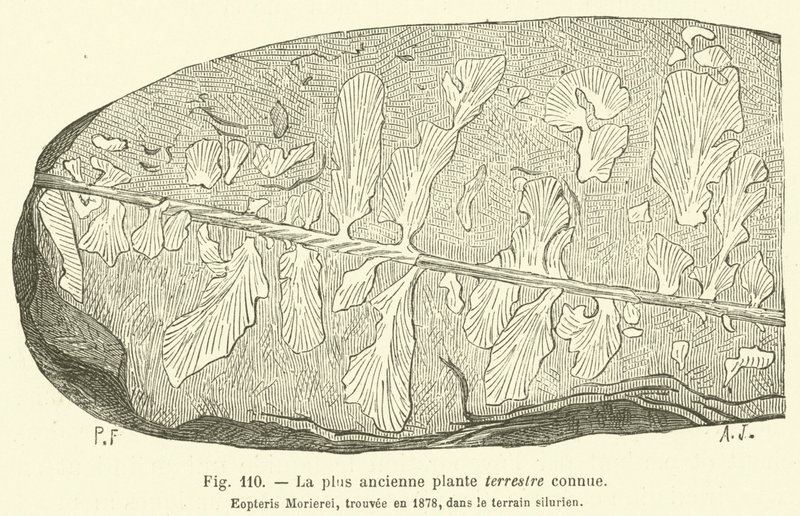 La più antica pianta terrestre conosciuta (incisione) da French School