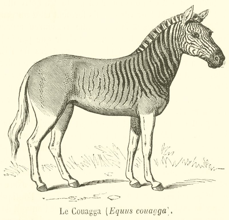 Le Couagga, Equus couagga da French School
