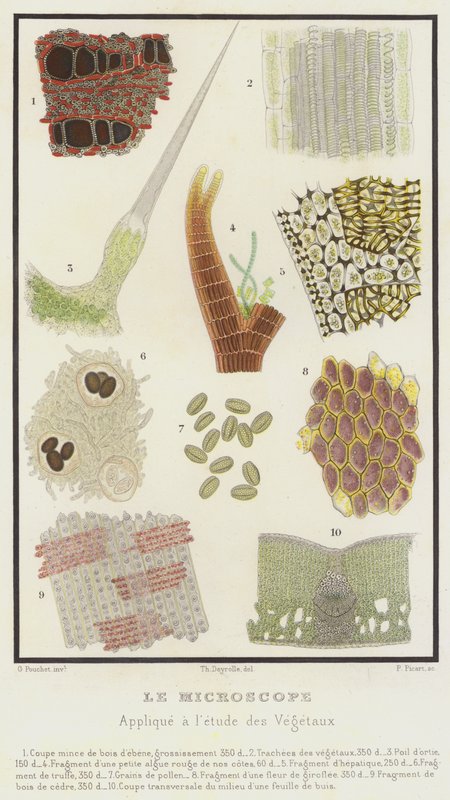 Il microscopio, applicato allo studio dei vegetali da French School