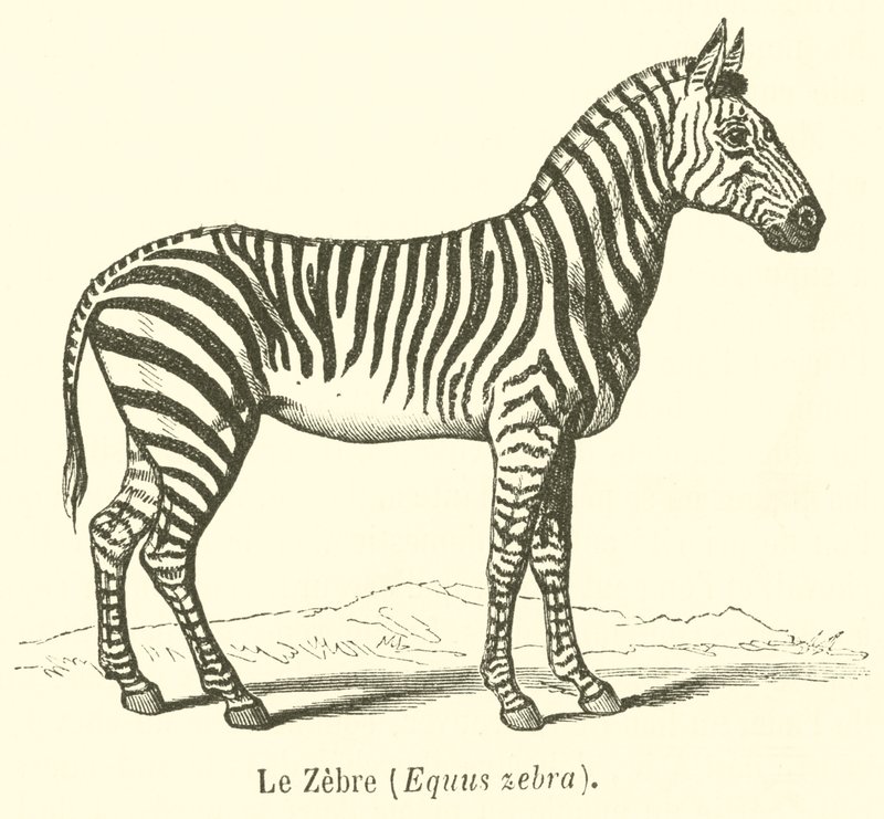 Le Zebre, Equus zebra da French School