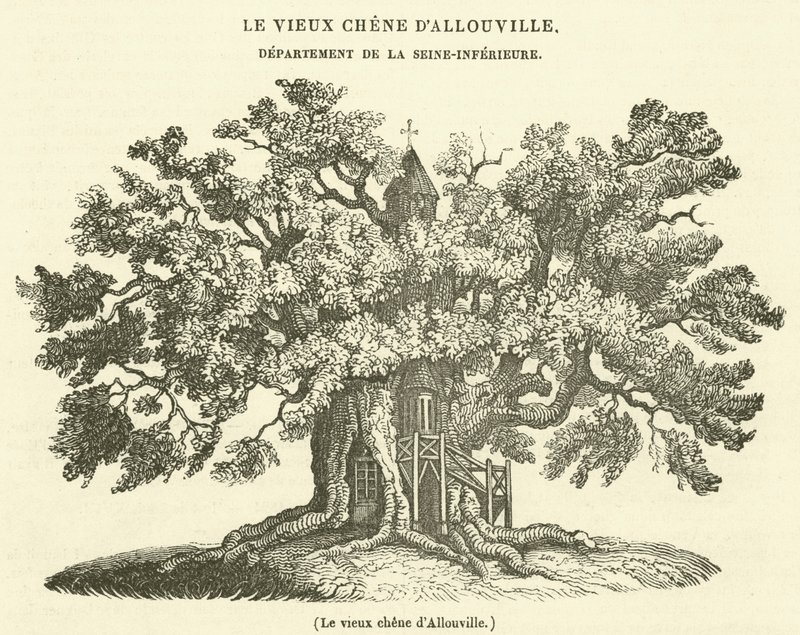 La vecchia quercia di Allouville (incisione) da French School