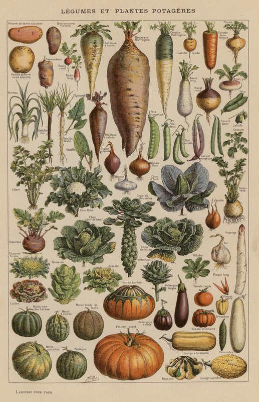Legumi e piante da orto da French School
