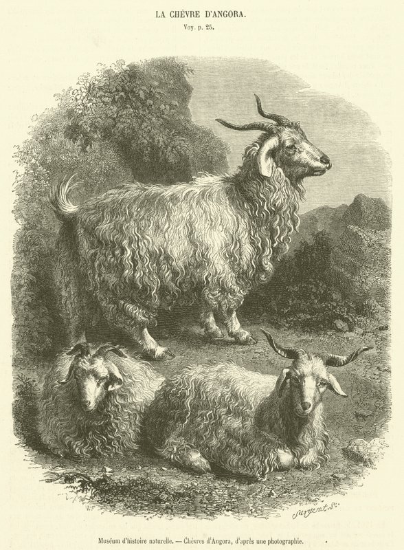 Museo di storia naturale, capre d