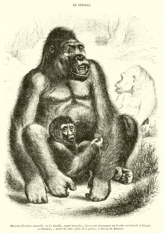 Museo di storia naturale, Il Gorilla da French School