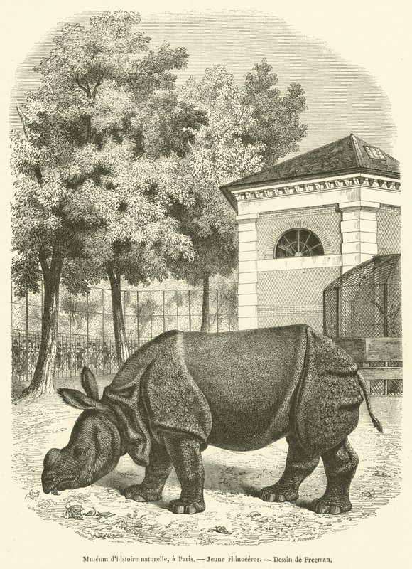 Museo di storia naturale, a Parigi, Giovane rinoceronte da French School
