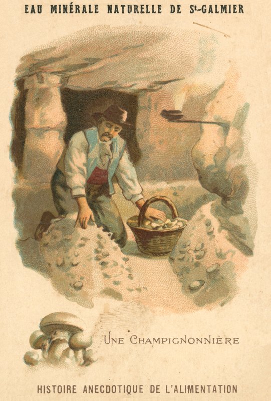 Coltivatore di funghi da French School