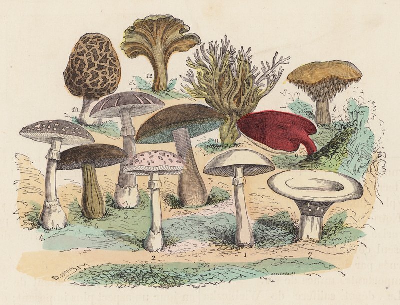 Funghi da French School