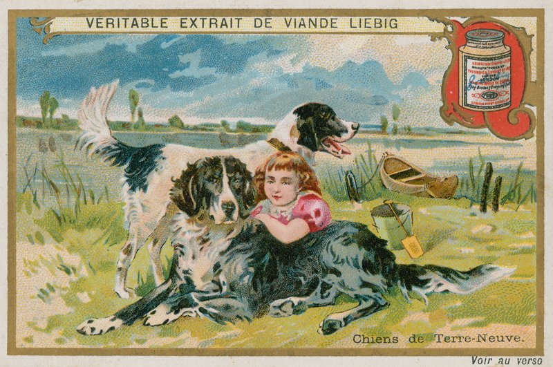Cani Terranova da French School