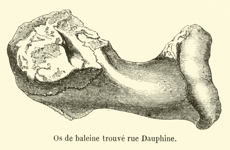 Ossa di balena trovate in rue Dauphine da French School