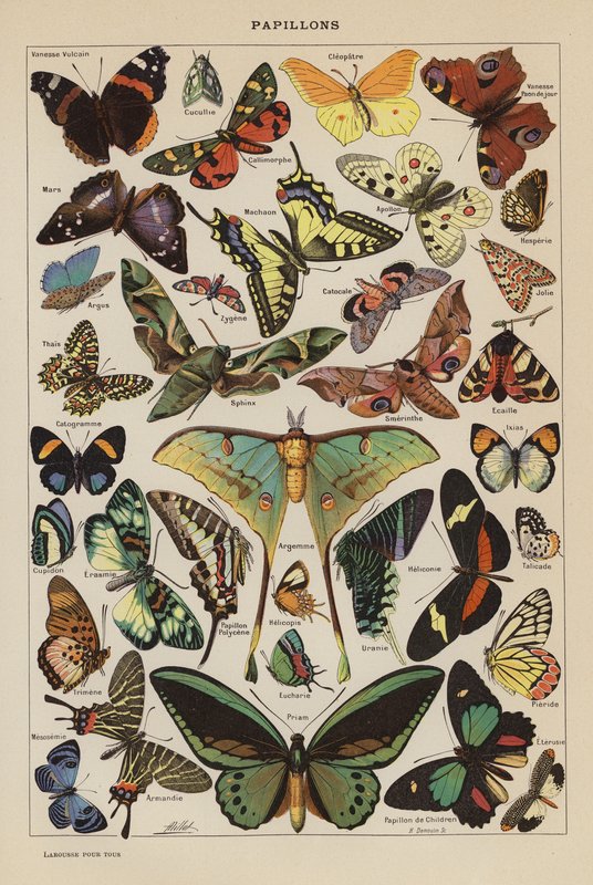 Farfalle (litografia a colori) da French School