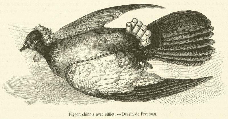 Piccione cinese con fischietto (incisione) da French School