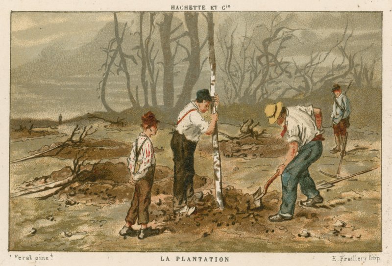 Piantagione di alberi da French School
