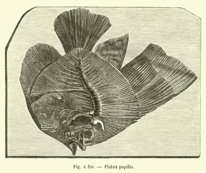 Platax papilio da French School