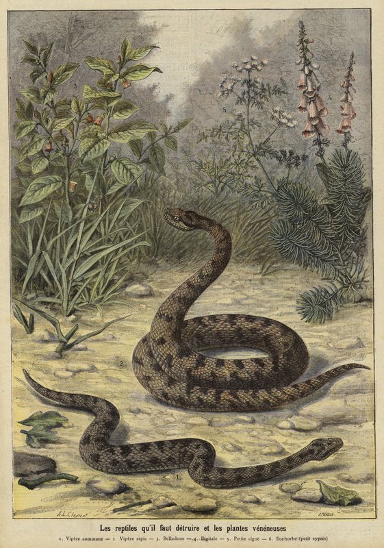 Serpenti e piante velenose da French School