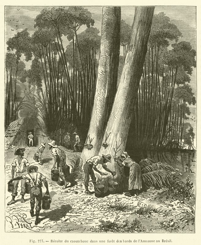 Raccolta della gomma in una foresta lungo l