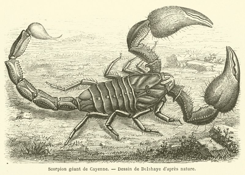 Scorpione gigante di Cayenne da French School
