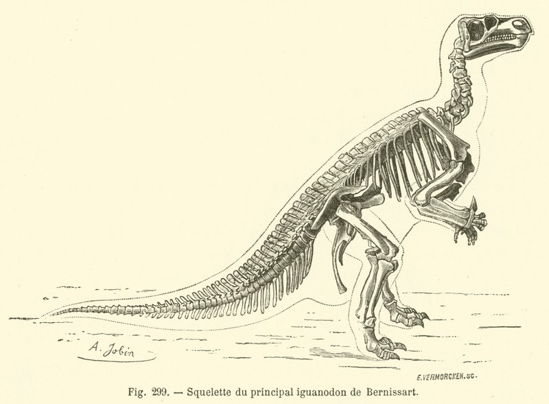 Scheletro del principale iguanodonte di Bernissart da French School