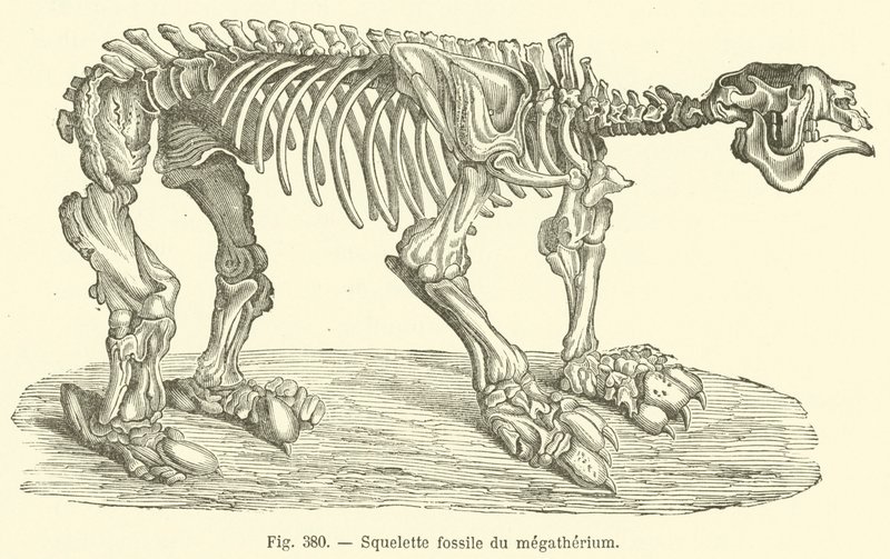 Scheletro fossile del megaterio da French School
