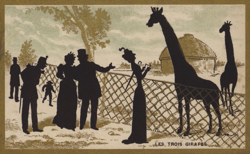 Le tre giraffe da French School