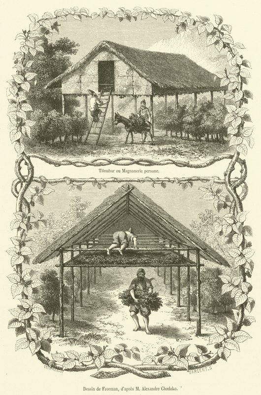 Tilembar o bachicoltura persiana da French School