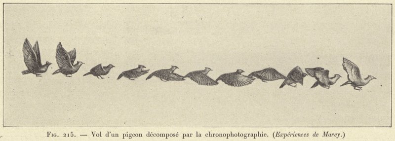 Volo di un piccione scomposto dalla cronofotografia da French School