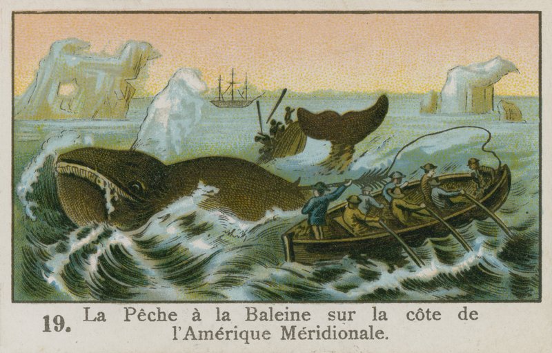 Caccia alla balena al largo della costa del Sud America da French School