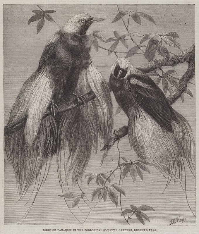 Uccelli del paradiso nei giardini della Zoological Society, Regent