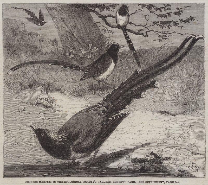 Gazze cinesi nei giardini della Zoological Society, Regent