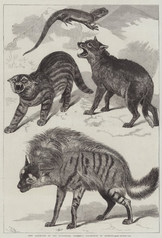 Nuove aggiunte alla collezione di animali della Società Zoologica da Friedrich Wilhelm Keyl