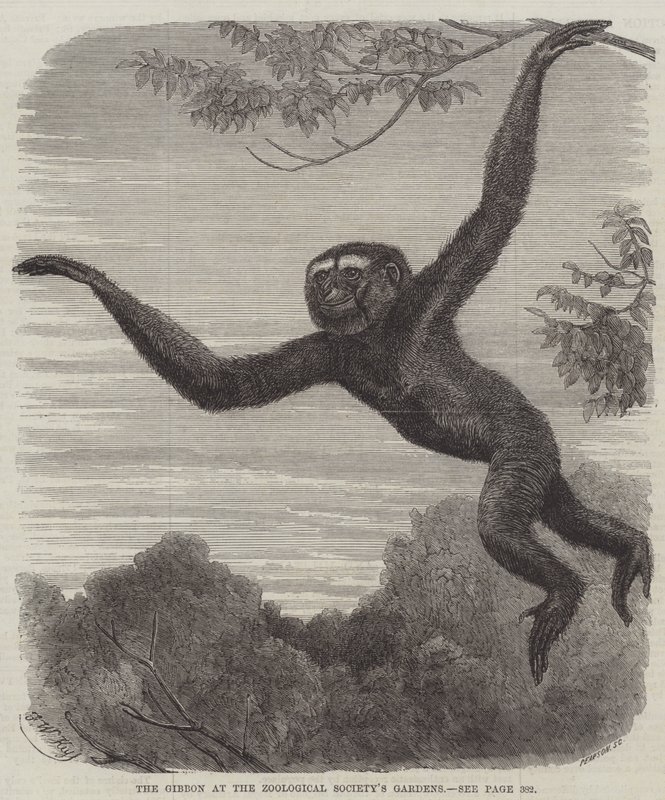 Il gibbone ai Giardini della Società Zoologica da Friedrich Wilhelm Keyl