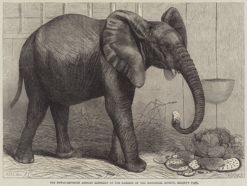Il nuovo elefante africano importato nei giardini della Zoological Society, Regent